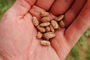 Growing and Preparing Dried Beans – Part 2