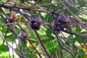 US bat decline triggered pesticide surge and over 1,000 infant deaths: study