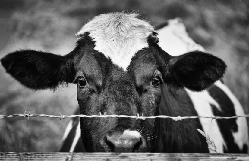 Cows That Are Dropping Dead From H5N1 Avian Flu Are “Piled Up Along The Roadside” In California