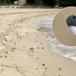 'Mysterious black balls' close Sydney beach