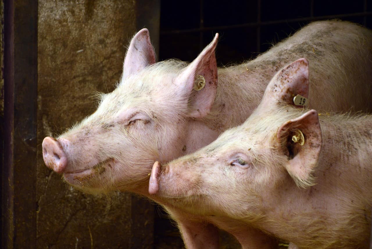 US reports first bird flu case detected in pig