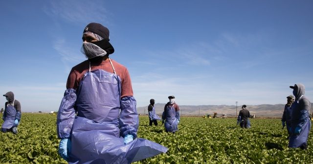 Dems Scold Americans on Thanksgiving: Thank Illegals for Picking Your Food