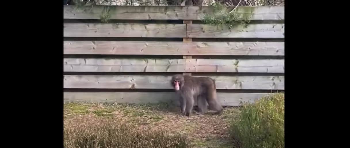 US town on alert after 43 monkeys escape research facility