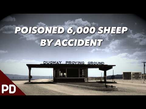 What Caused the Dugway Sheep Incident? | Plainly Difficult