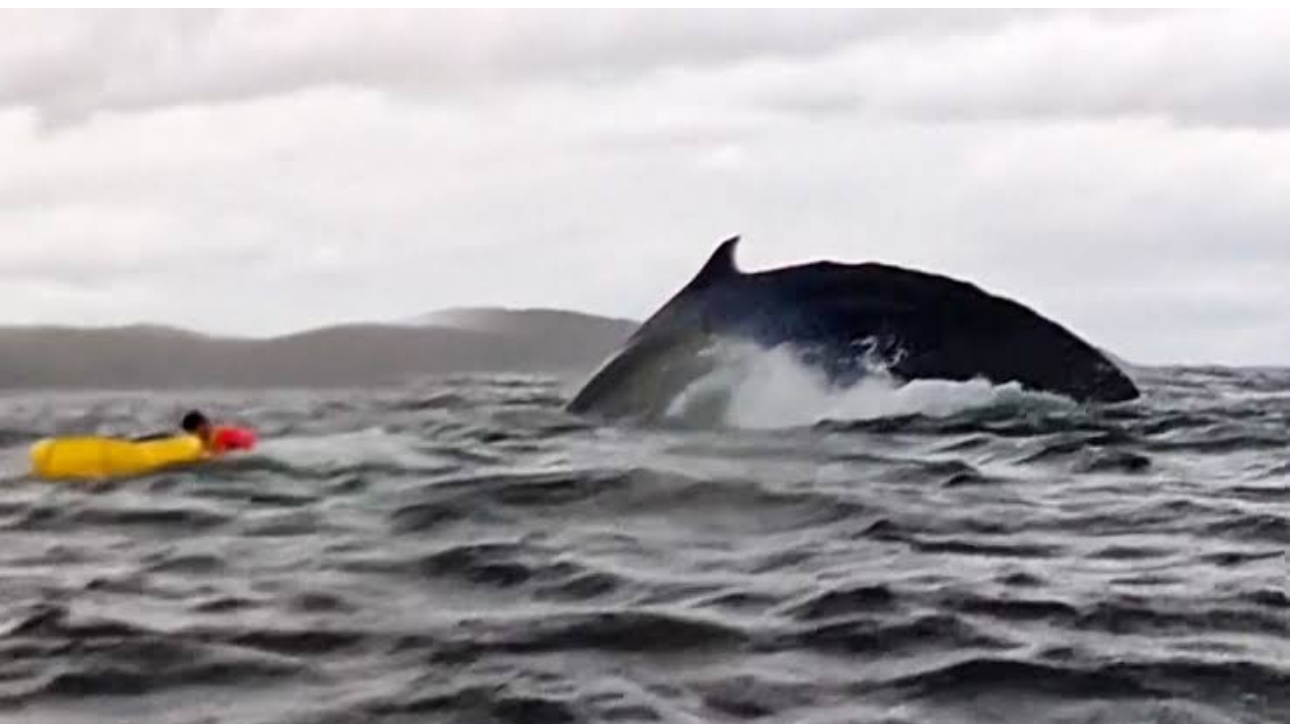 ‘Thought he’d swallowed me!’: whale gulps kayaker in Chile, spits him